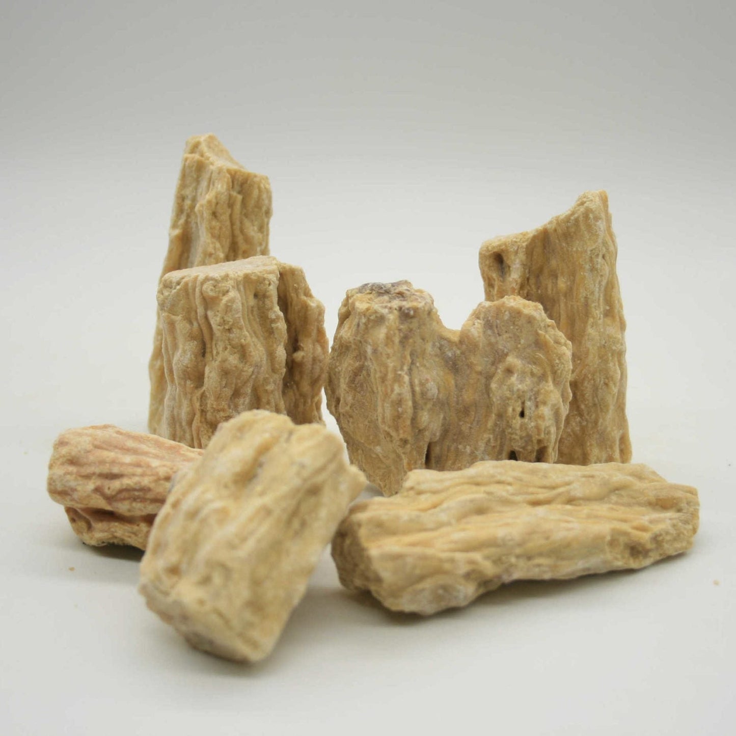 Sal (Shorea robusta)
