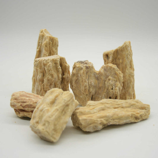 Sal (Shorea robusta)
